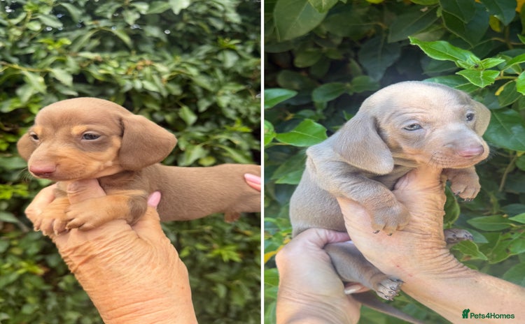Miniature Dachshund dogs - Advert 1