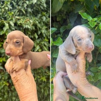 Miniature Dachshund dogs - Advert 2