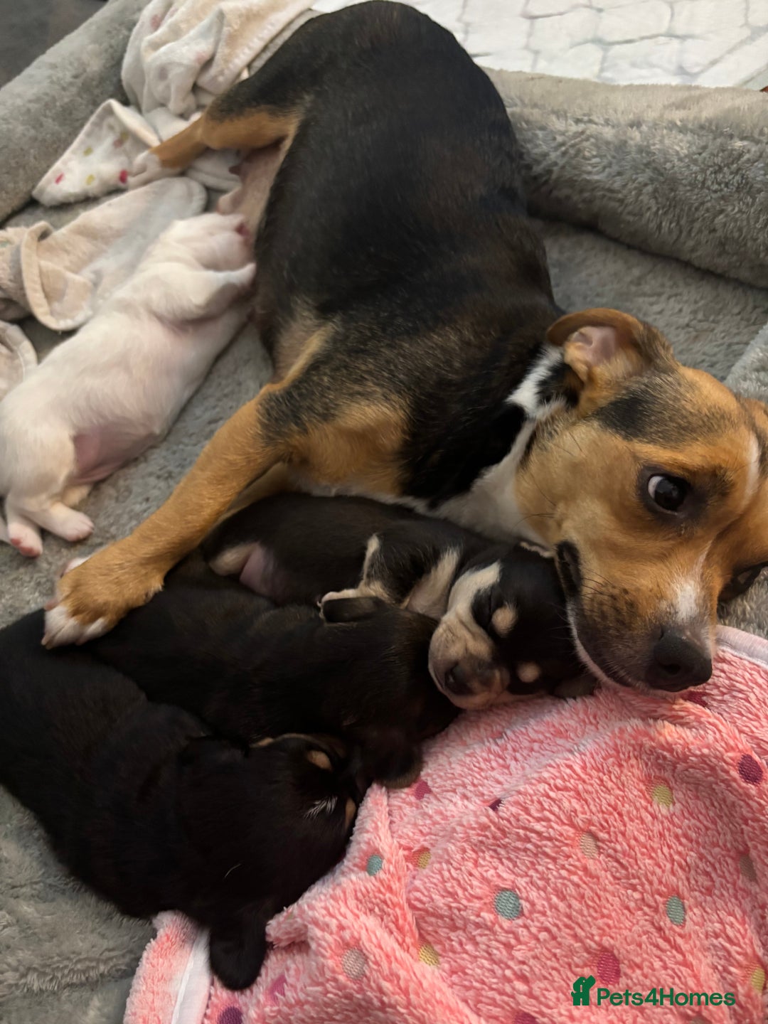Mixed Breed dogs for sale: Miniature dachshund cross Jug - Image 8