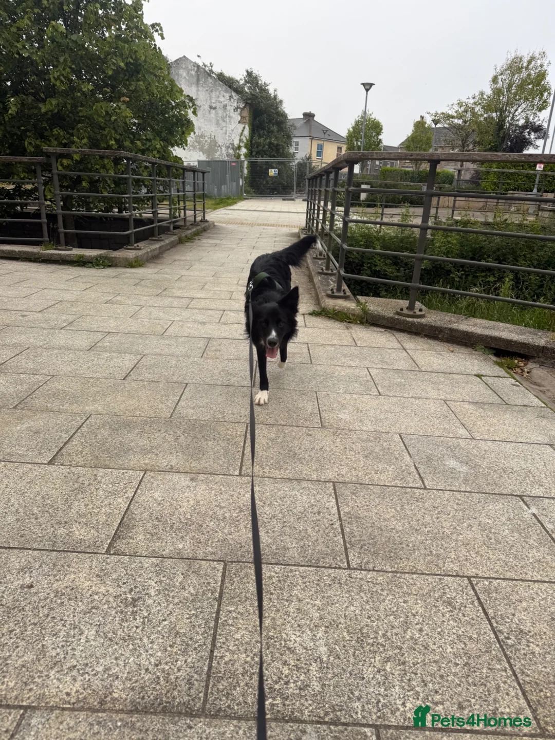 Border Collie dogs for sale: 8 month old border collie.  - Advert 2