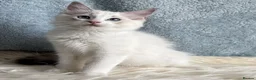 Ragdoll cats for sale: Beautiful Tica Register Kittens Ragdoll - Advert 8