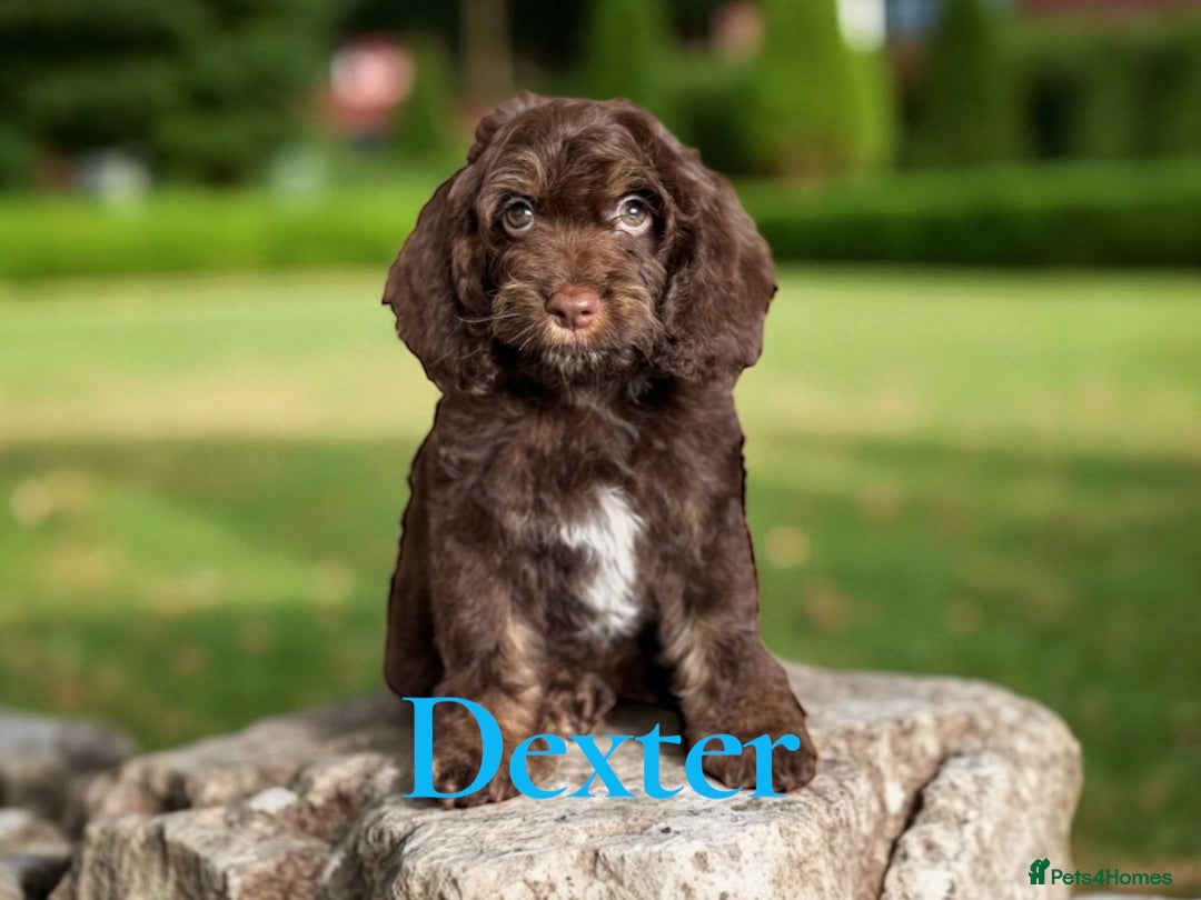 Cockapoo dogs for sale: ⭐️REDUCED⭐️ chocolate tri colour DNA clear F1 - Image 9
