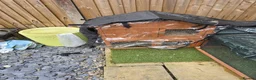 Guinea Pig rodents for sale: Guinea pigs and cages  in Bridgwater - Advert 2