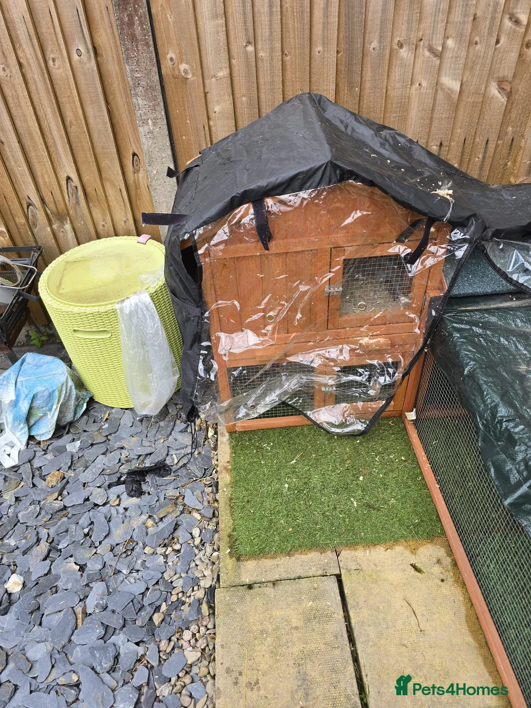 Guinea Pig rodents for sale: Guinea pigs and cages  in Bridgwater - Advert 2