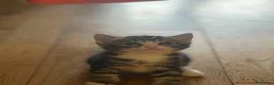 British Shorthair 4