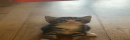 British Shorthair cats for sale: Gorgeous tabby kittens - Advert 5