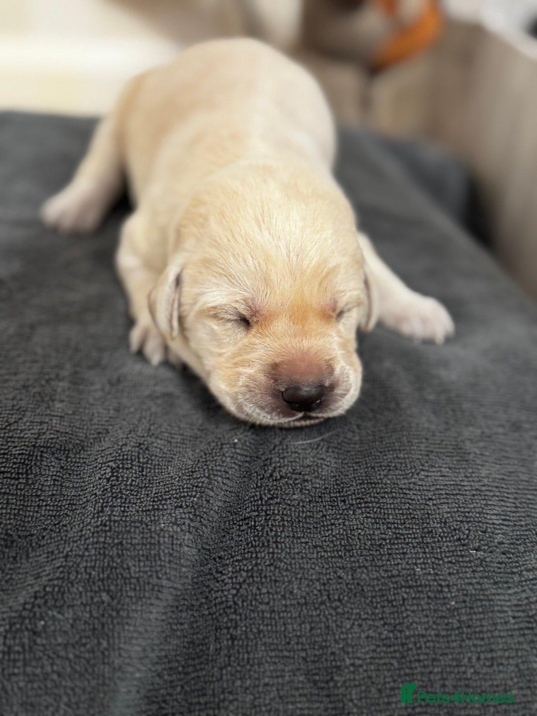 Labrador Retriever dogs for sale: Stunning, White/Yellow KC Registered Labrador Pups - Image 35