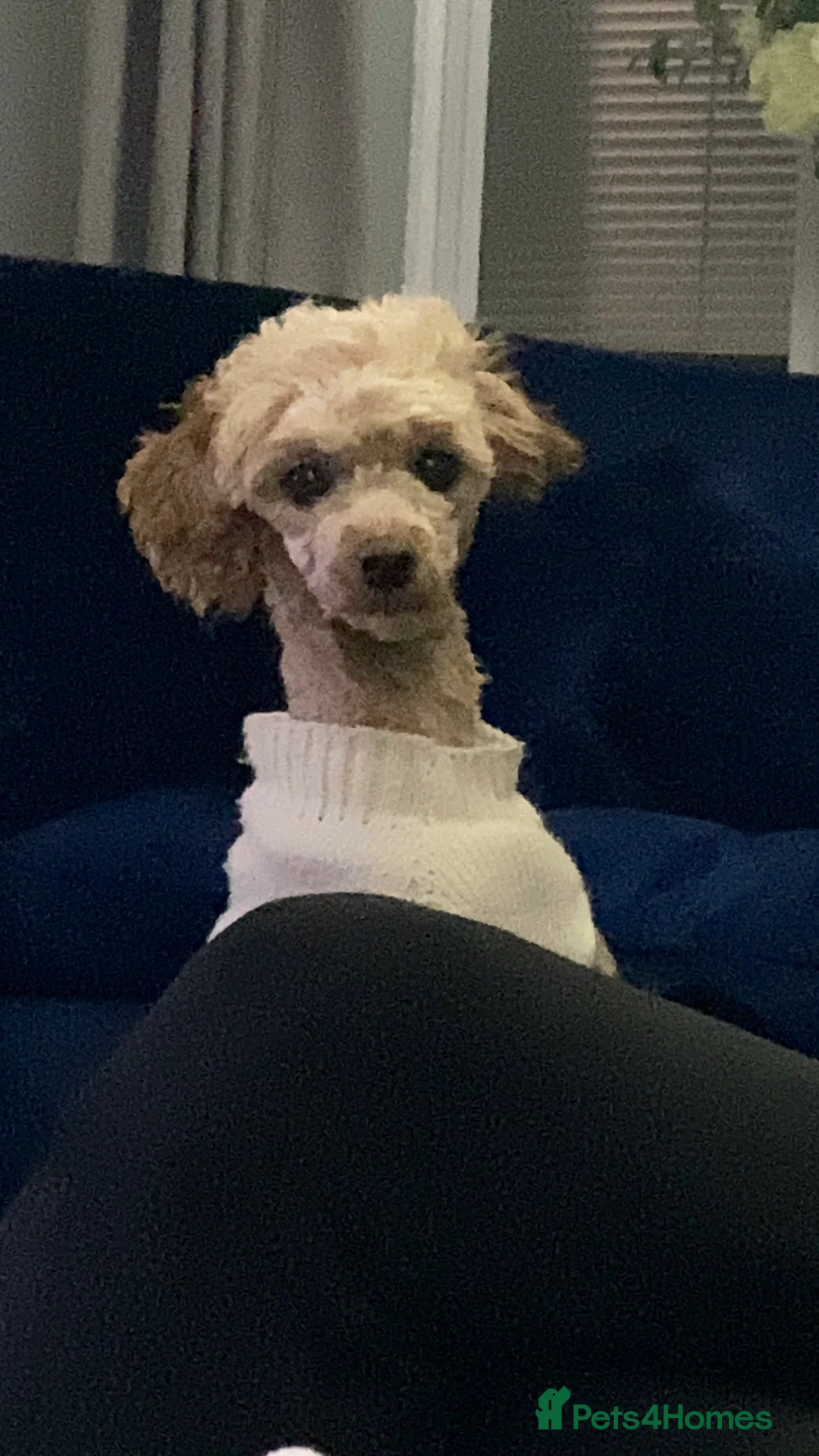 Toy Poodle dogs for sale: London the Toy Poodle - Advert 4