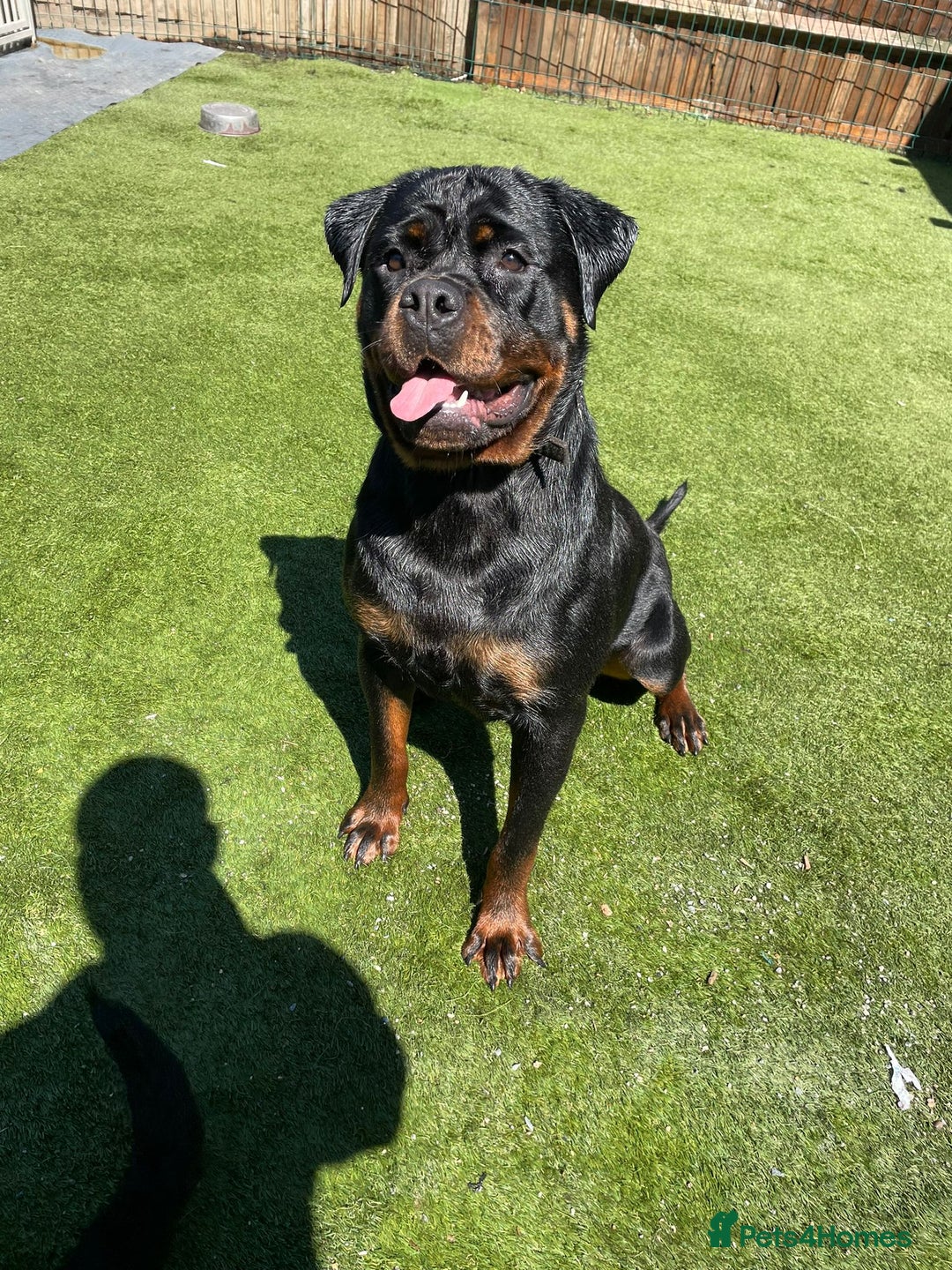 Rottweiler dogs for sale: Exceptional Rottweiler Puppies - Advert 4