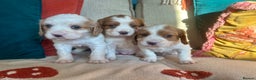Cockalier dogs for sale: Beautiful Litter of Cavalier King Charles X Cocker - Advert 2