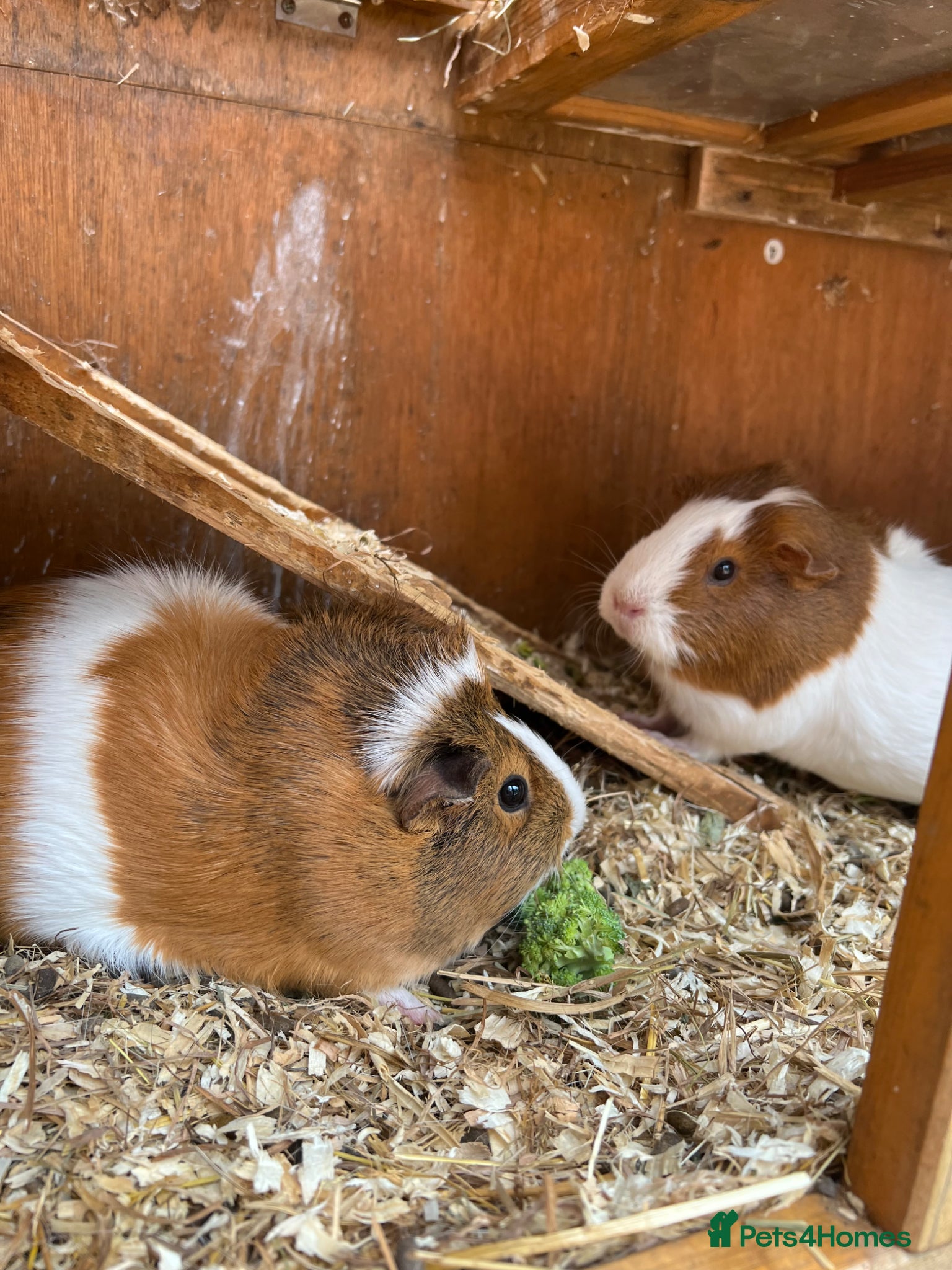 Guinea Pig rodents 2 Girl Guinea Pigs For Sale £20 For Both - Advert 7
