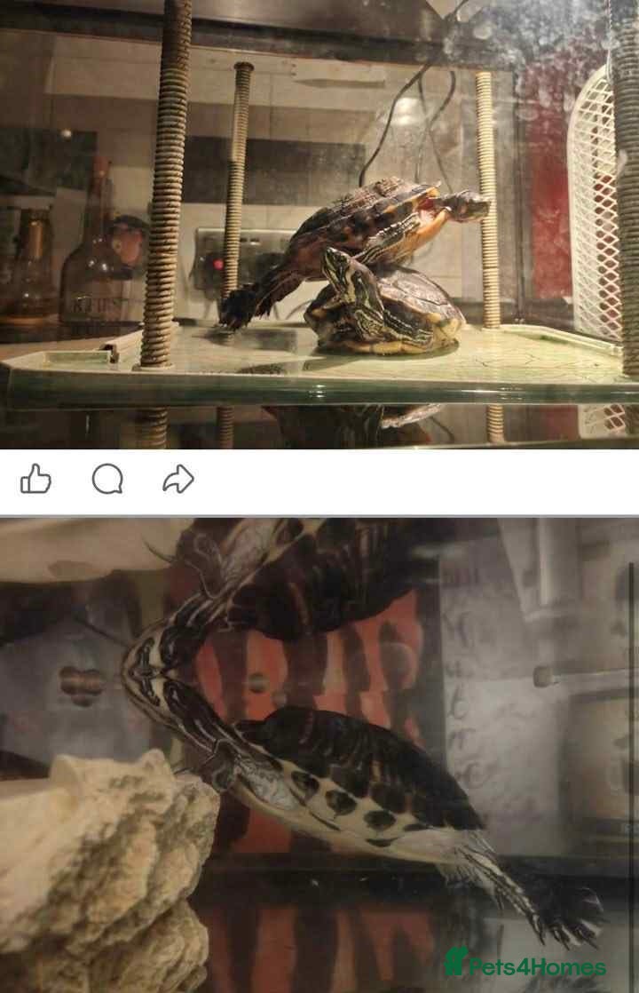 Turtle reptiles Yellow bellied slider turtles £150 for pair  - Advert 1