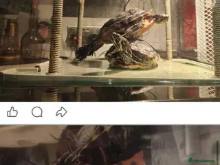 Turtle reptiles Yellow bellied slider turtles £150 for pair - Advert 1