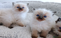 Ragdoll cats for sale: INDOOR FULL PEDIGREE RAGDOLL KITTENS - Image 10