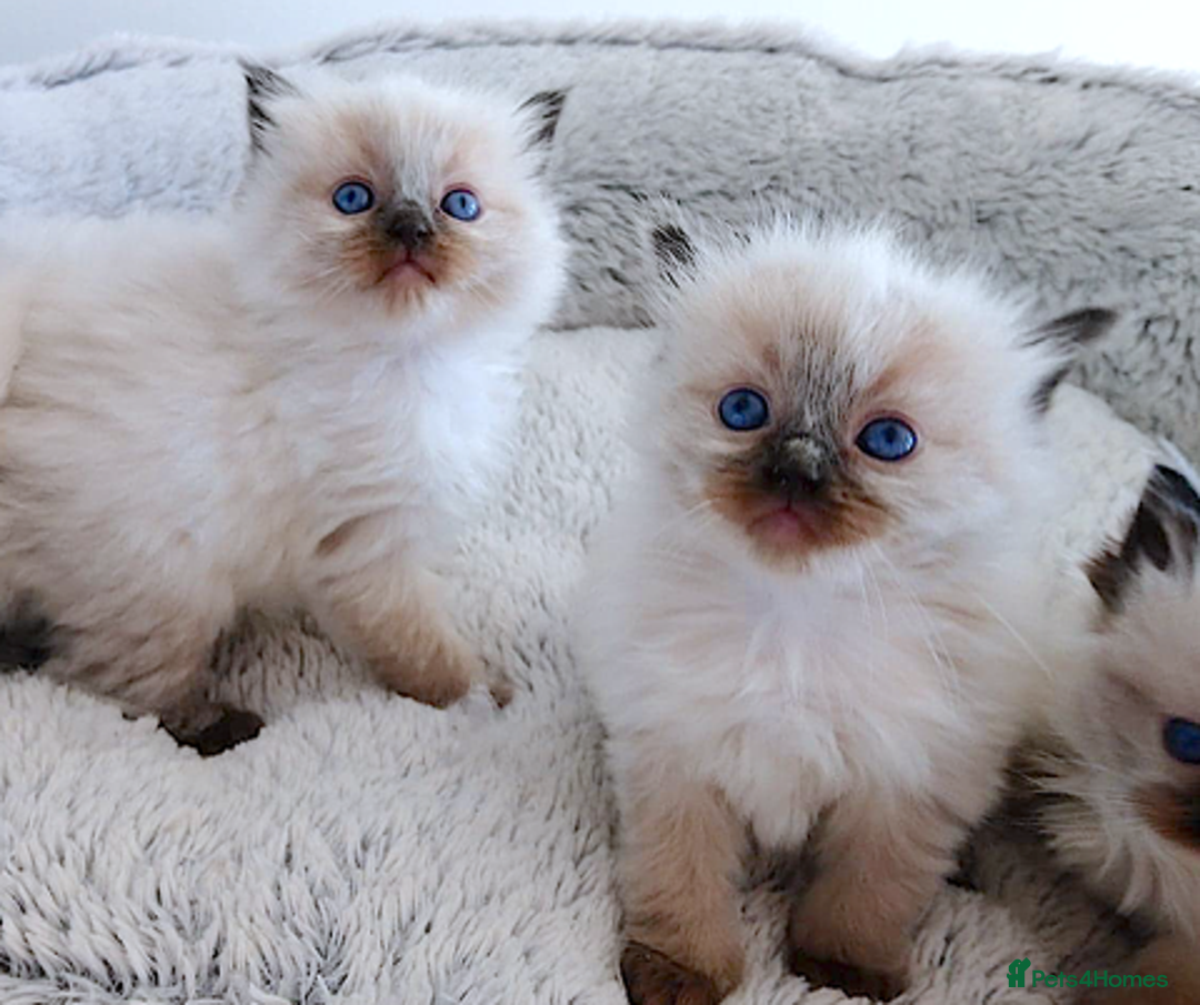 Ragdoll cats for sale: INDOOR FULL PEDIGREE RAGDOLL KITTENS - Image 10