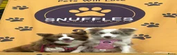 Border Collie dogs for sale: Gorgeous KC Registered Health Tested Border Collie - Advert 2