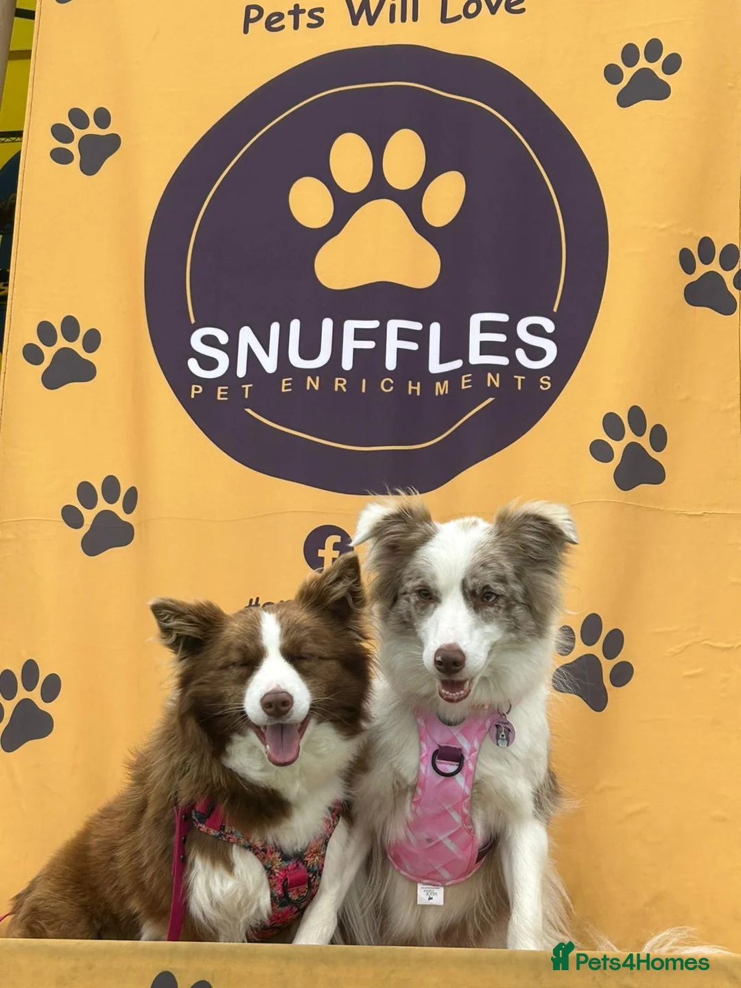 Border Collie dogs for sale: Gorgeous KC Registered Health Tested Border Collie - Advert 2