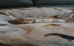 Miniature Dachshund dogs for sale: Stunning Miniature dachshund puppies  - Advert 9