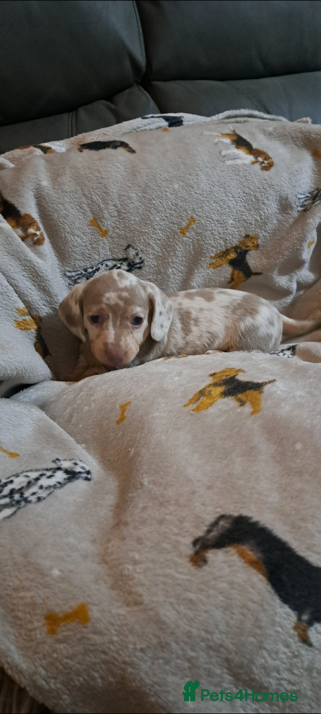 Miniature Dachshund dogs for sale: Stunning Miniature dachshund puppies  - Advert 9
