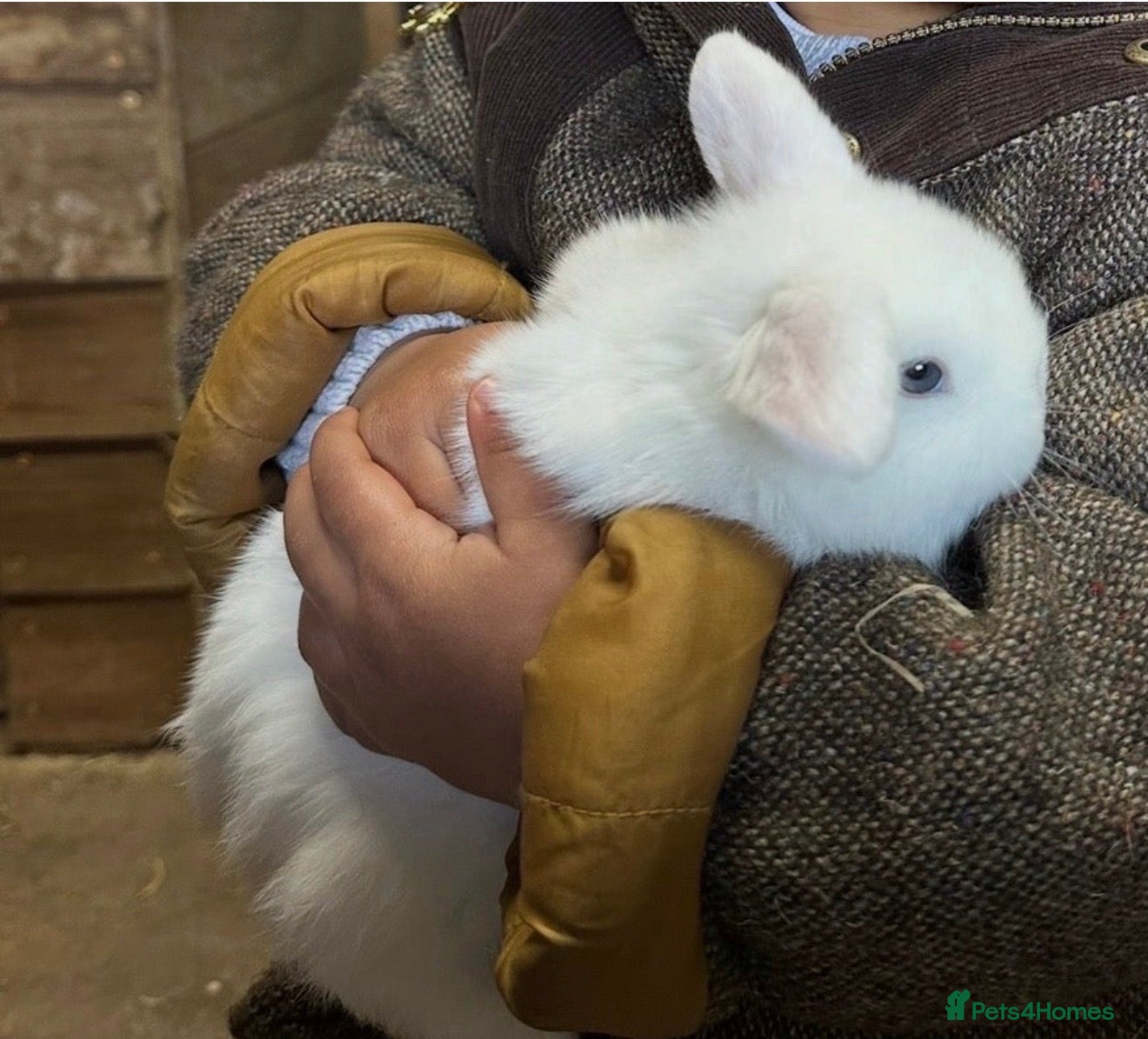 Mini Lop rabbits Pedigree White Blue Eyed (BEW) - mini lop bunnies - Advert 5