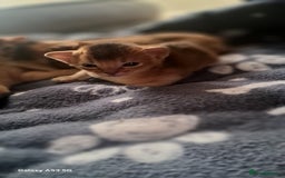 Abyssinian cats for sale: 5⭐️ TICA Pedigree Abyssinian Kittens - Advert 3