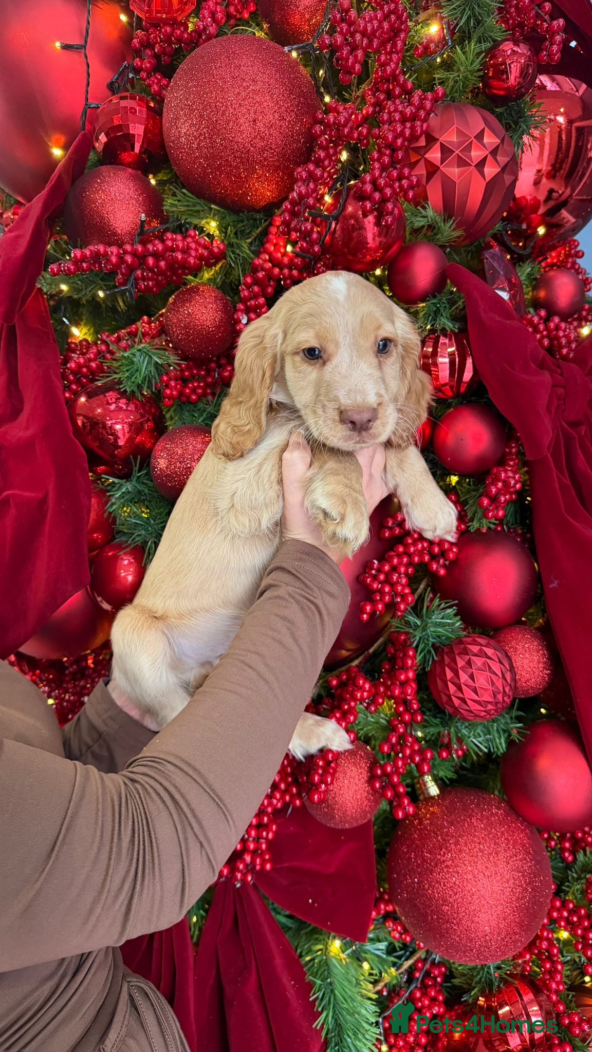 Cocker Spaniel dogs Cocker spaniel puppies ready to leave  - Advert 2