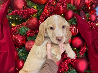 Cocker Spaniel dogs Cocker spaniel puppies ready to leave - Advert 1