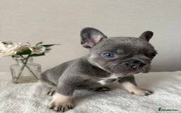 French Bulldog dogs for sale: Fluffy French bull dogs  - Image 2