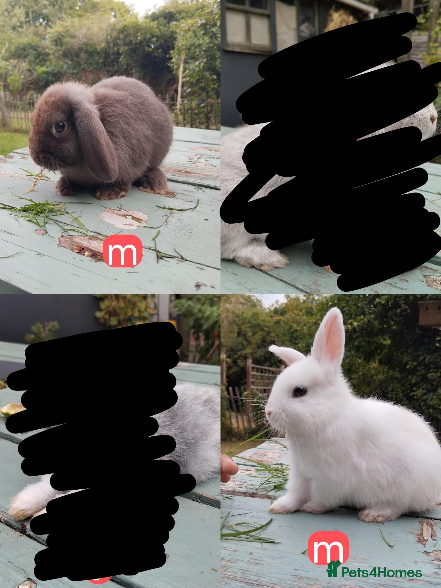 Mixed Breed rabbits Mixed breed £50 each - Advert 13