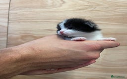 British Longhair cats for sale: Black & white kittens  - Image 7