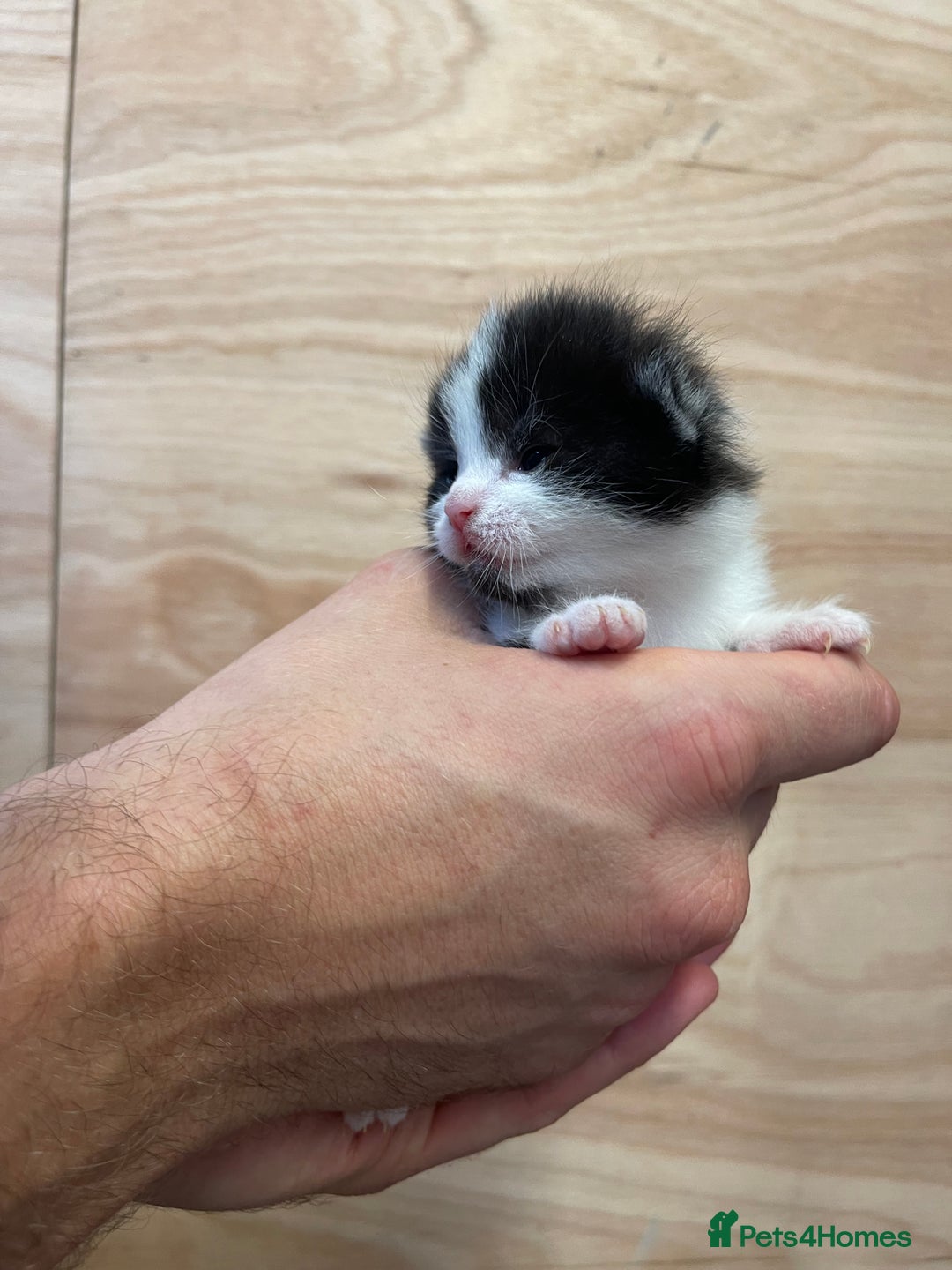 British Longhair cats for sale: Black & white kittens  - Image 7