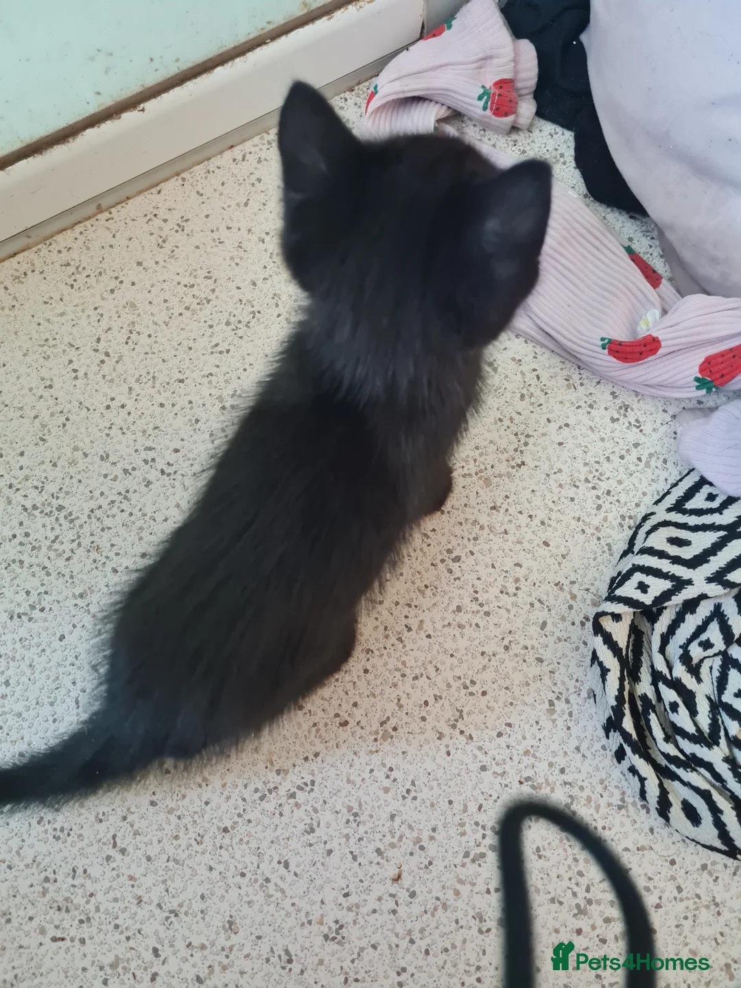 Mixed Breed cats for sale: 1x fluffy boy 1x short hair girl in Truro - Advert 2