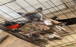 Mixed Breed dogs for sale: French bulldog x British bulldog  - Image 29
