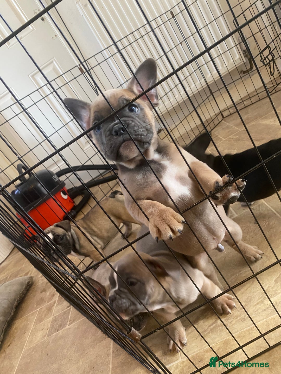 Mixed Breed dogs for sale: French bulldog x British bulldog  - Image 29