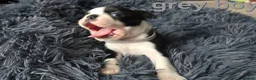 Boston Terrier dogs for sale: ⭐️KC registered beautiful Boston terrier puppies - Advert 25