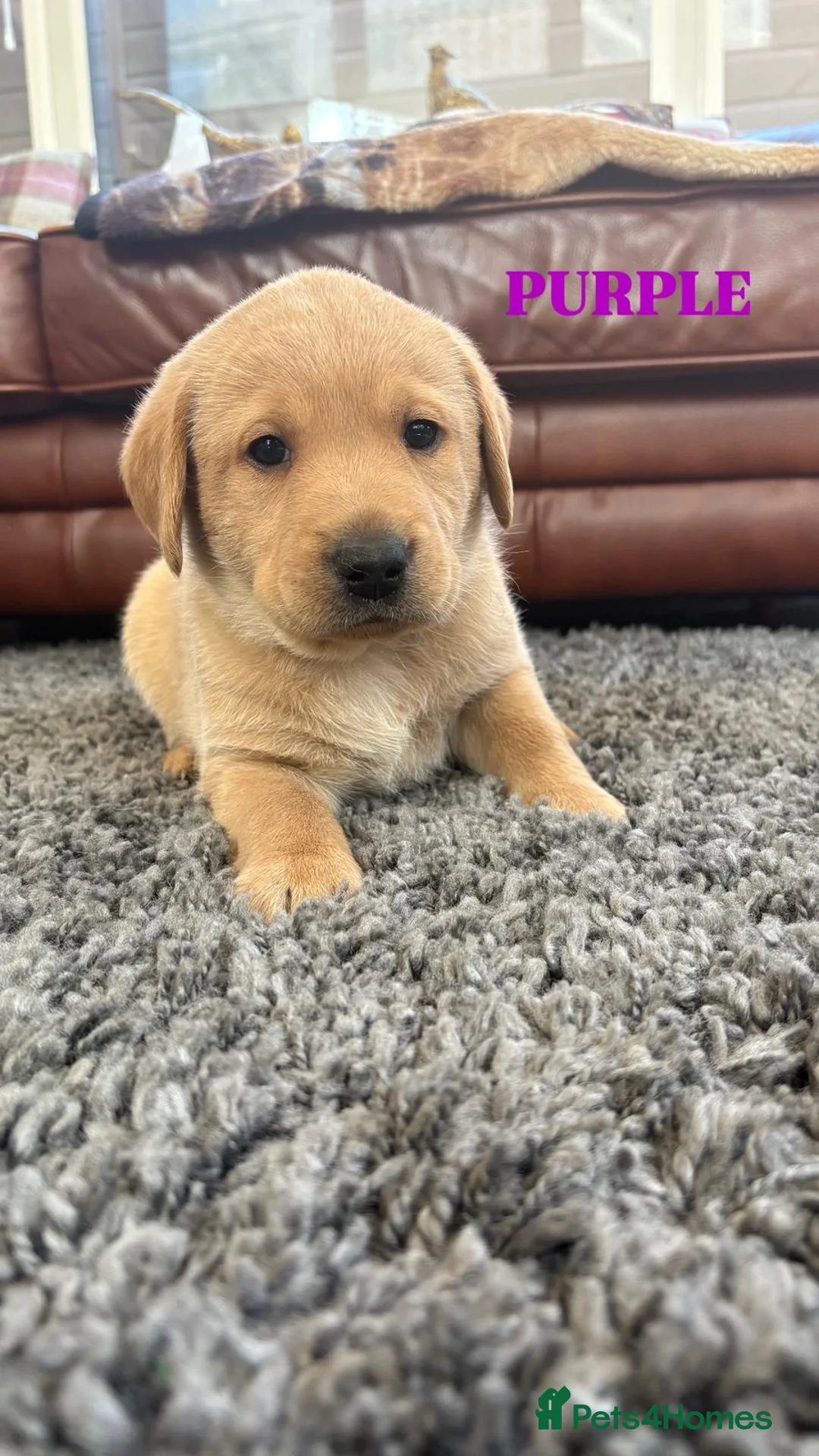 Labrador Retriever dogs for sale: Beautiful KC Golden Labrador Puppies for Sale in Washington - Advert 2