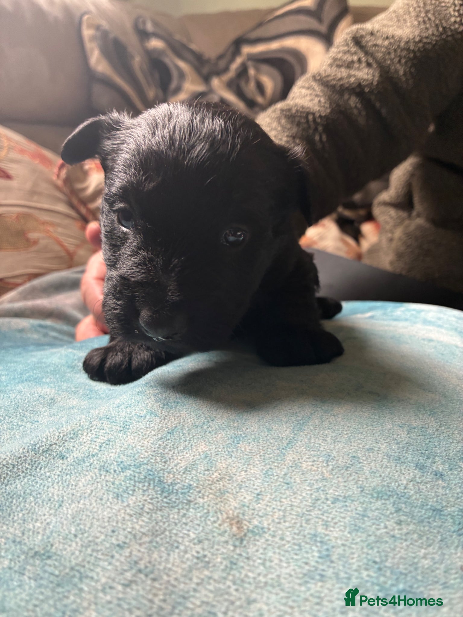 Scottish Terrier dogs Sweet Little Litter  - Advert 1