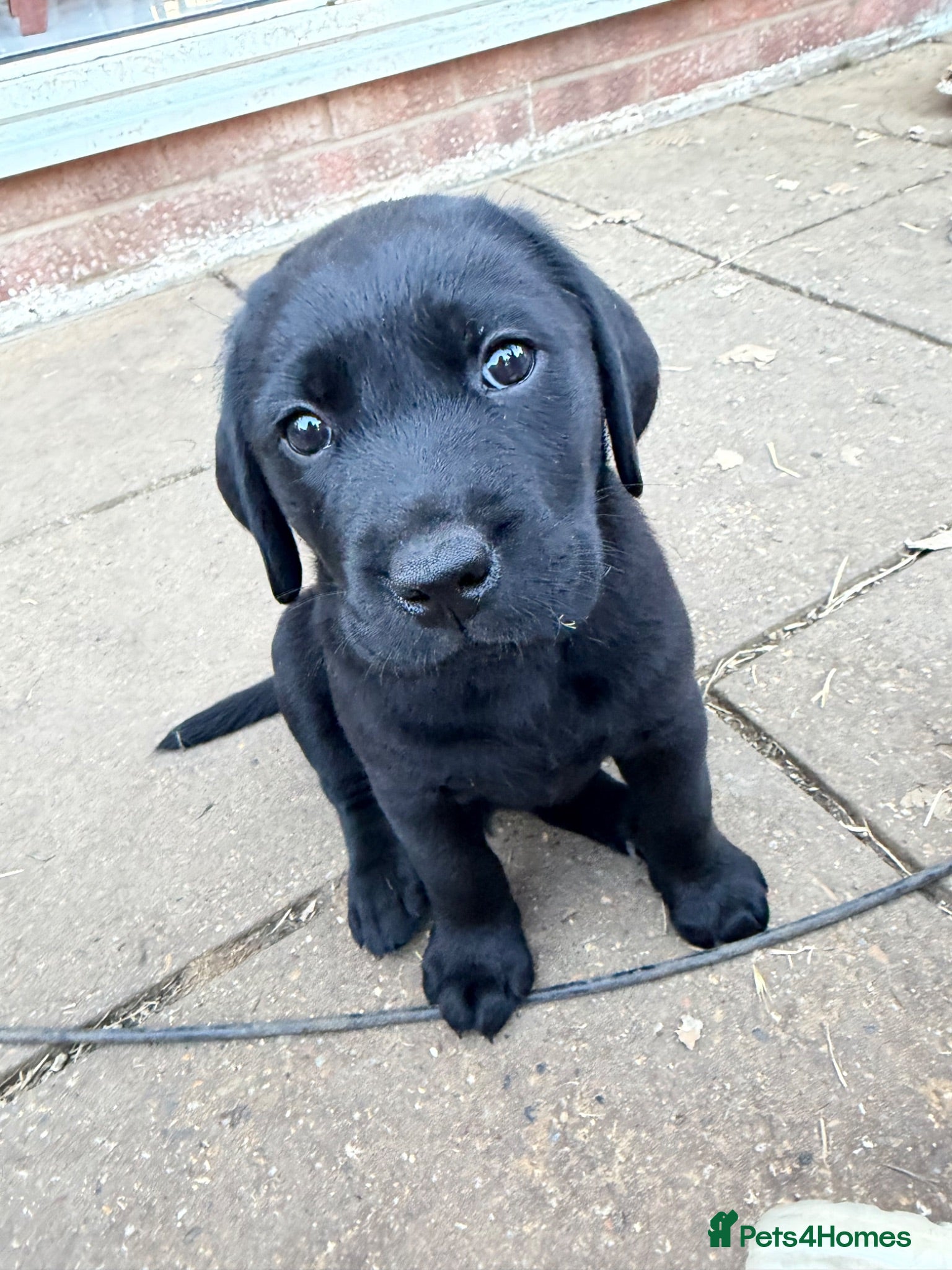 Labrador Retriever dogs 2 KC registered black Labrador puppies. 🐾 🐾 🐾  - Advert 1