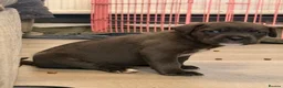 Cane Corso dogs for sale: X-Man Bloodline, Pedigree Cane Corso Puppies - Advert 29