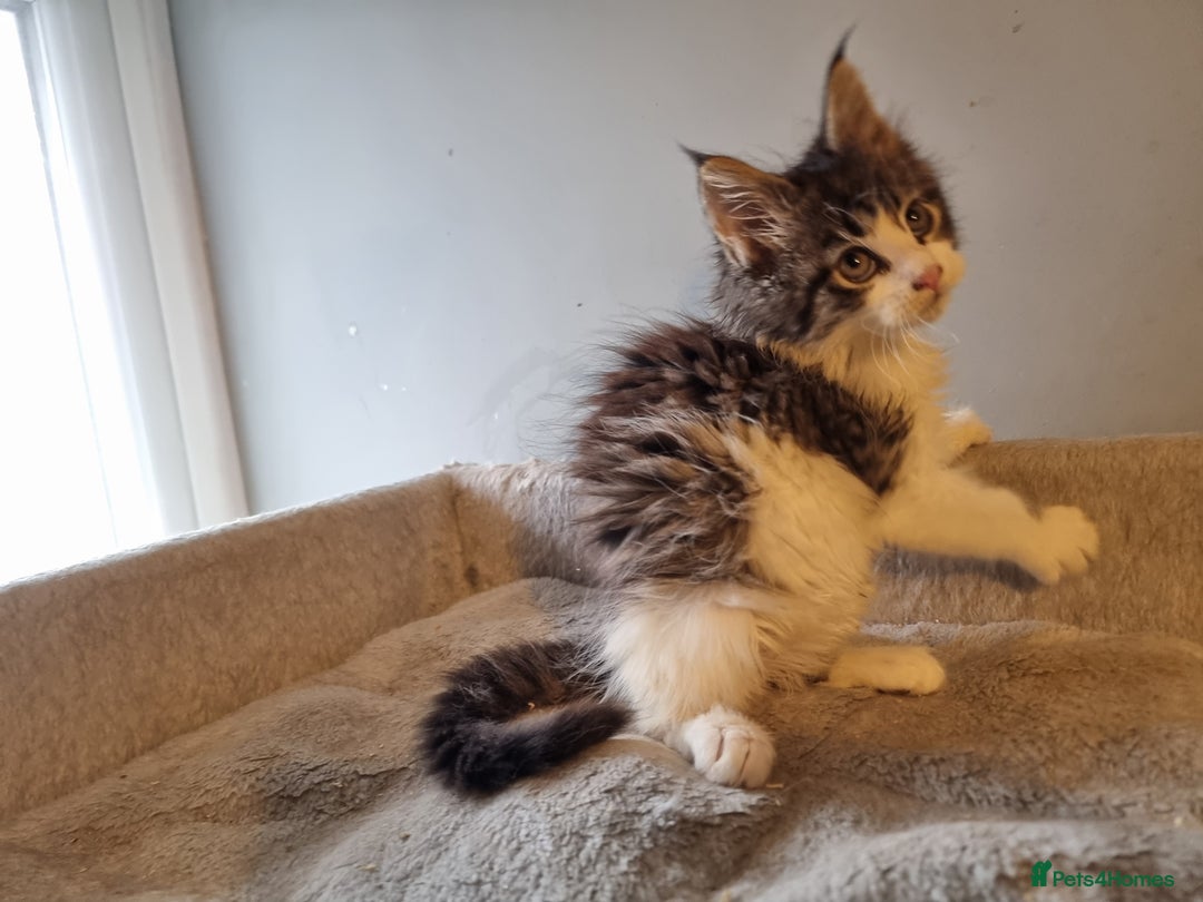 Maine Coon cats for sale: Beautiful Maine Coon kittens  - Advert 11