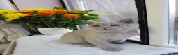 British Shorthair cats for sale: 💜 Lilac British Shorthair Kittens 💜 - Advert 7