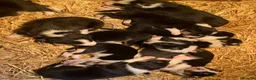 Border Collie dogs for sale:  10 Beautiful tri colour border collie puppies in Exeter - Advert 5