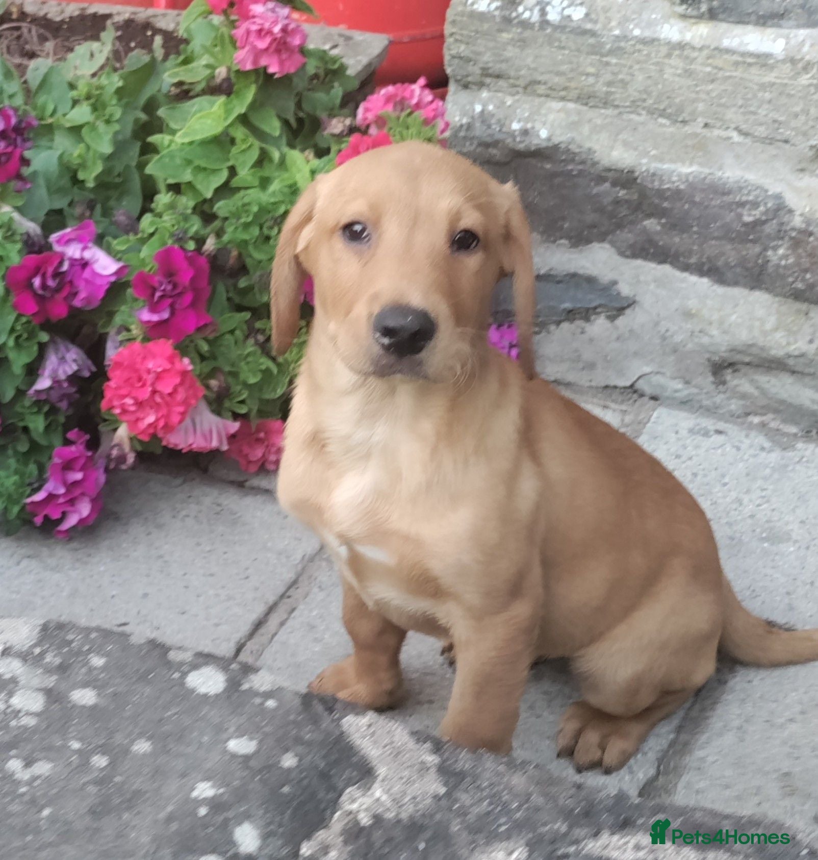 Labrador Retriever dogs Wonderful Labrador pups for sale  - Advert 3