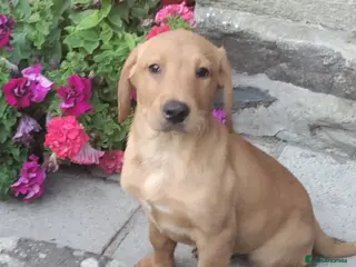 Labrador Retriever dogs Wonderful Labrador pups for sale - Advert 3