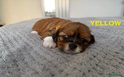 Lhasa Apso dogs for sale: Full Pedigree KC REG LHASA APSO PUPPIES !!! - Image 4