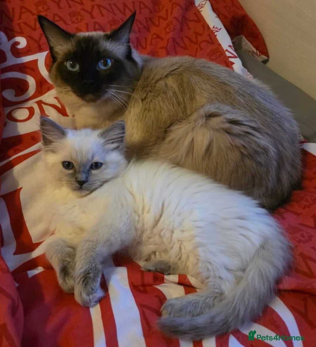 Ragdoll cats Two beautiful Ragdoll kittens one male one female  - Advert 1