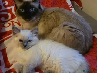 Ragdoll cats Two beautiful Ragdoll kittens one male one female - Advert 1