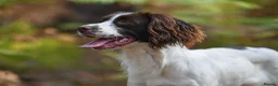 English Springer Spaniel dogs for sale: Kennel club registered Springer Spaniel Puppies - Advert 14