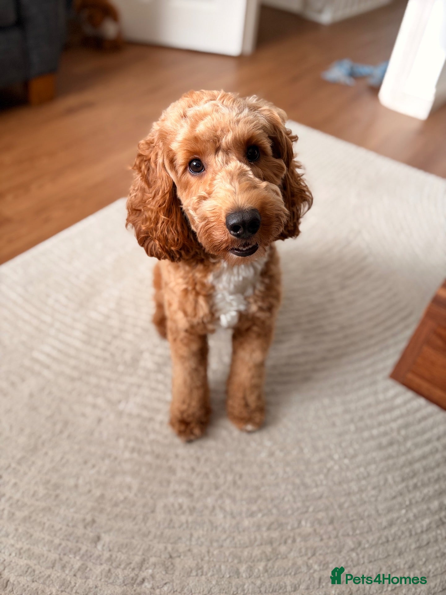 Cockapoo dogs Beautiful F1B cockapoo for stud  - Advert 9