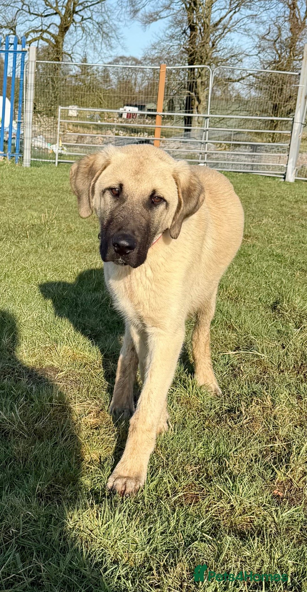 Turkish Kangal dogs Turkish Kangal ❤️Top of the Litter 🤩Pure Breed 🤩 - Advert 9